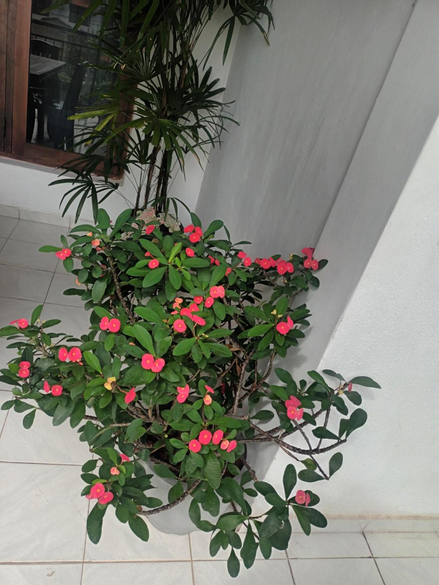 Lovely Flowers In Mount Lavinia Dehiwala-Mount Lavinia Luaran gambar