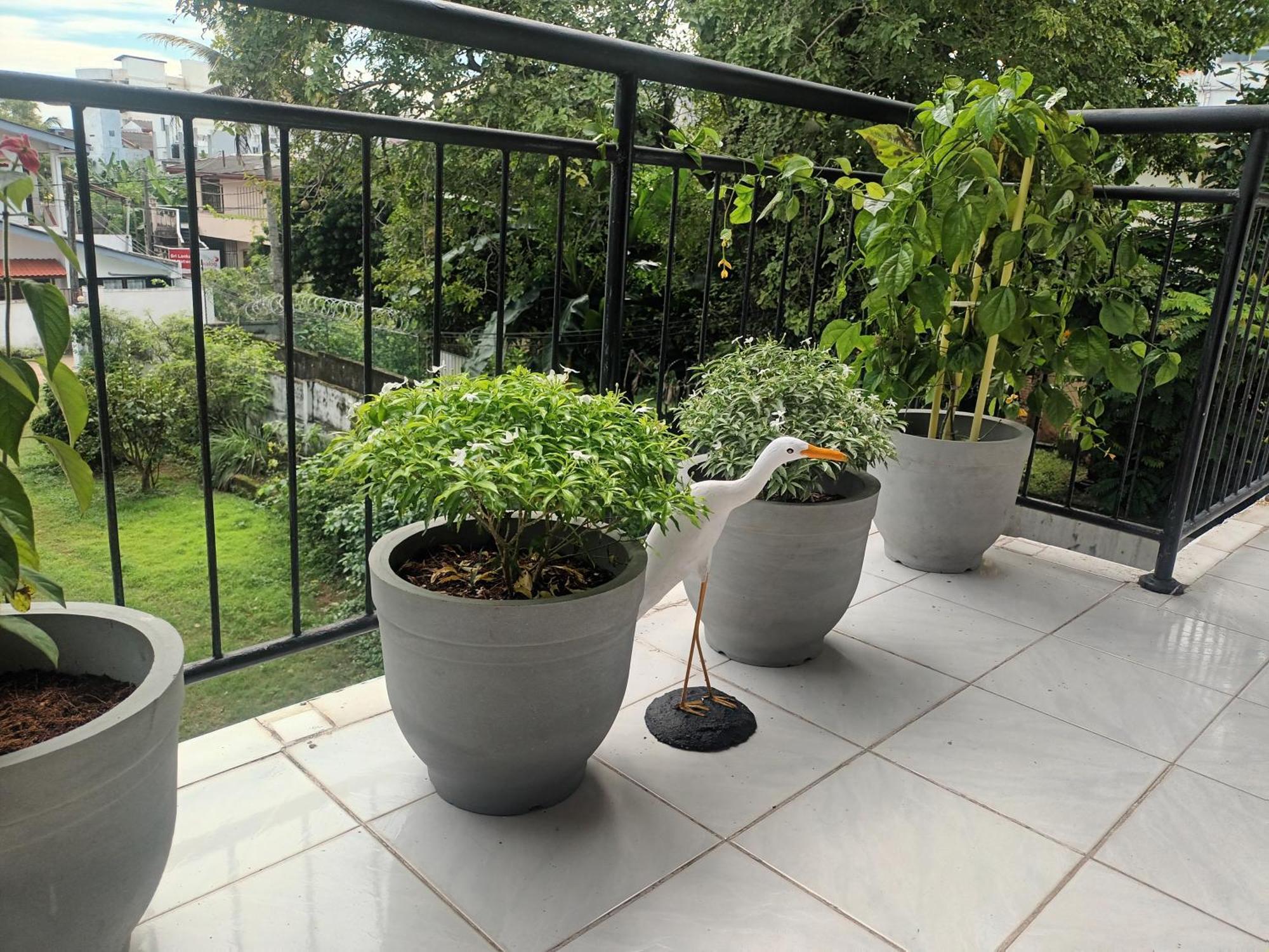 Lovely Flowers In Mount Lavinia Dehiwala-Mount Lavinia Luaran gambar