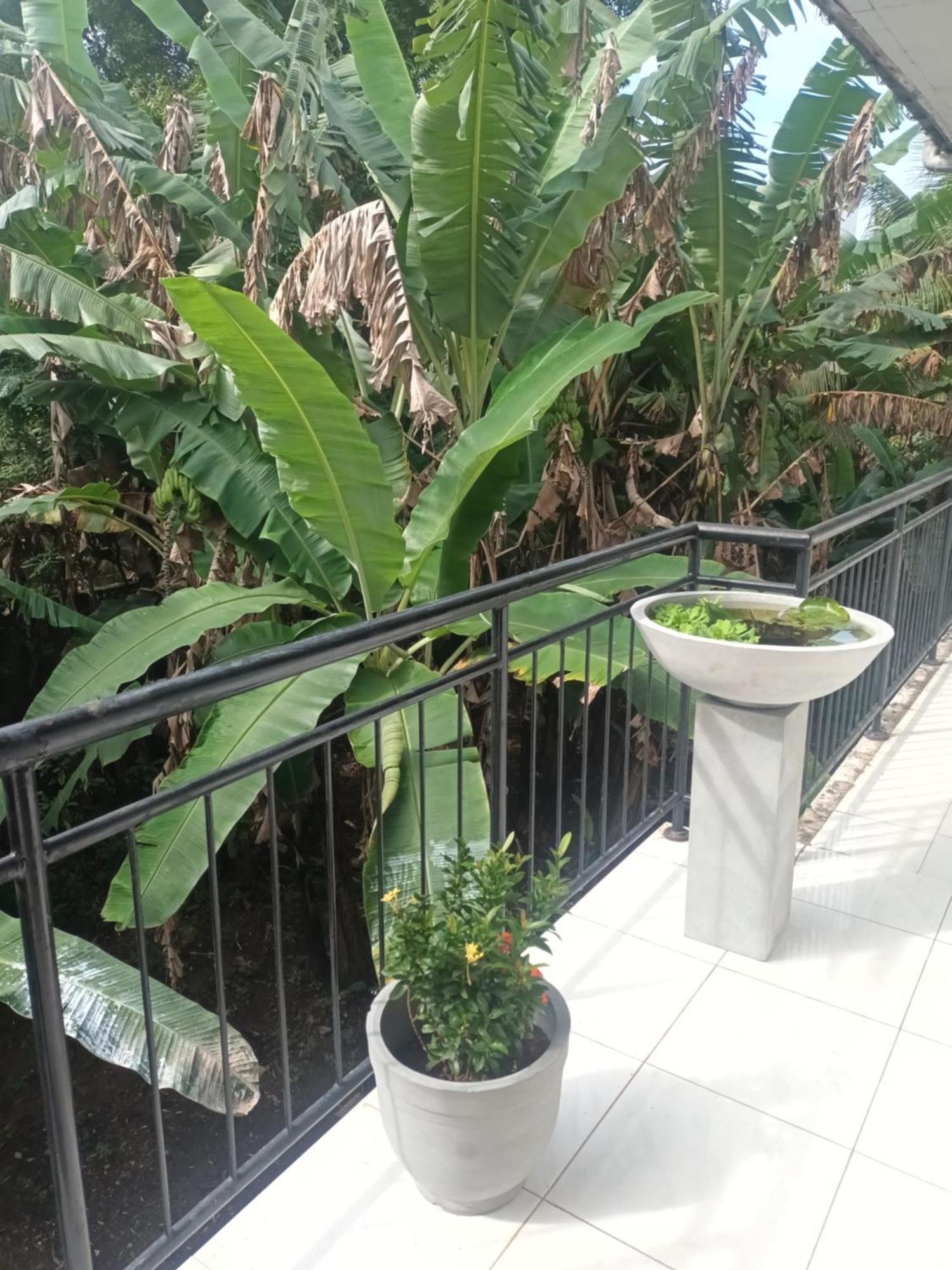 Lovely Flowers In Mount Lavinia Dehiwala-Mount Lavinia Luaran gambar
