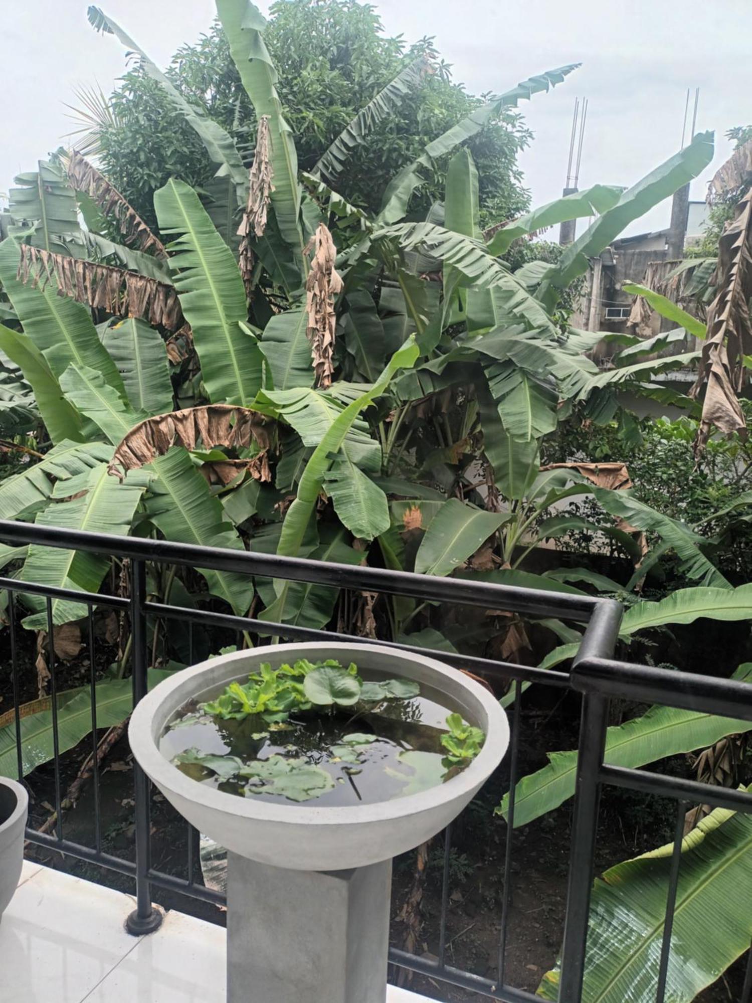 Lovely Flowers In Mount Lavinia Dehiwala-Mount Lavinia Luaran gambar